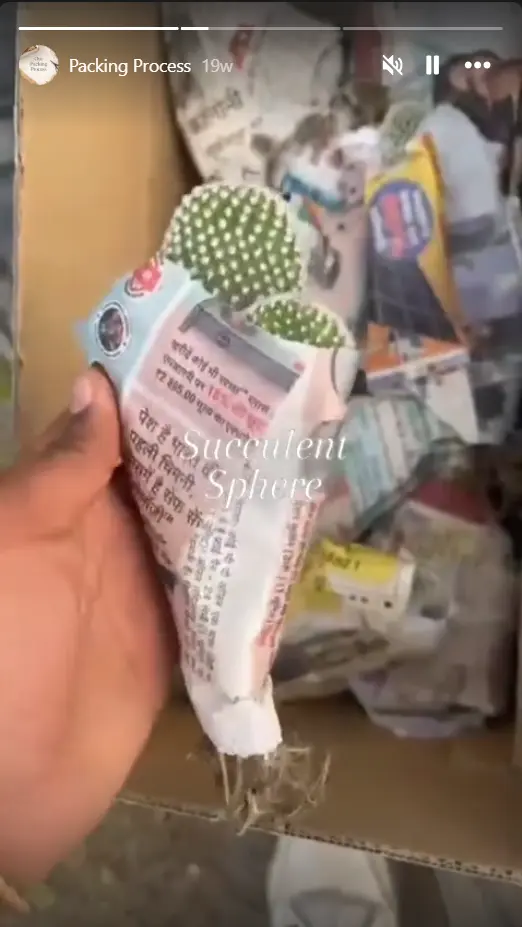 Succulent plant inspiration from Instagram post 4