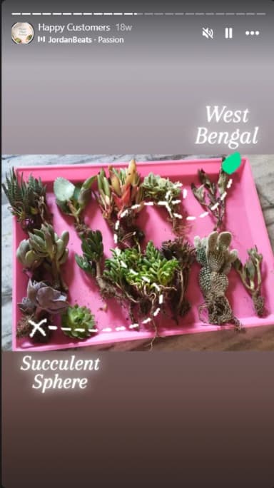 Succulent plant inspiration from Instagram post 7