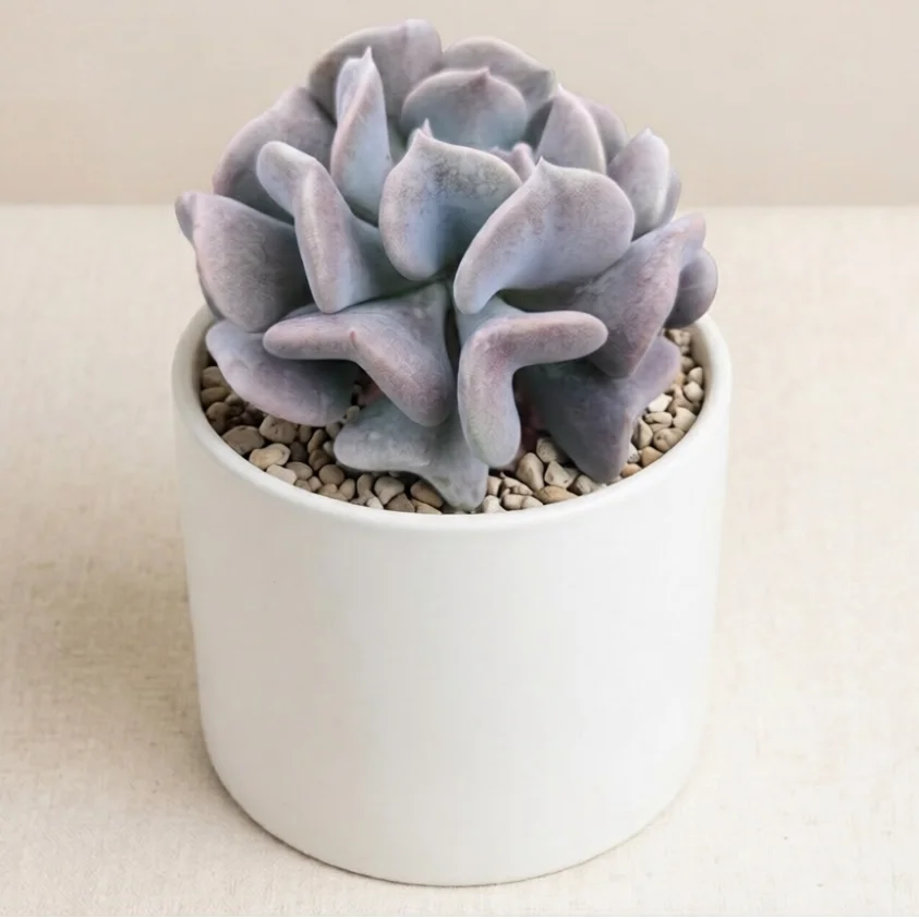 Purple succulent plant in a white pot on a light background