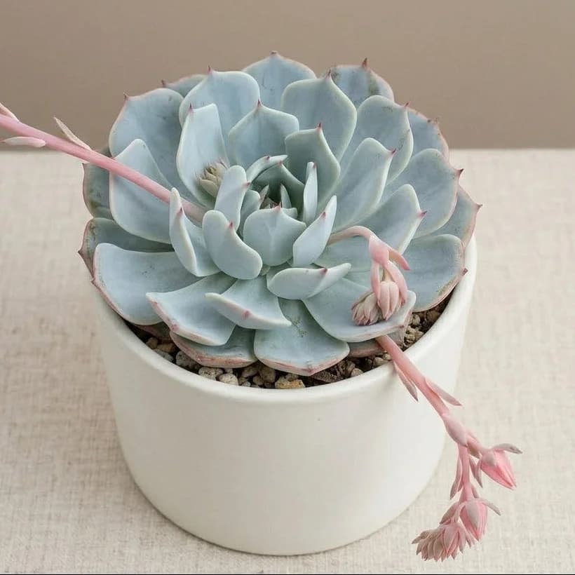 Potted succulent plant with light blue leaves and pink stems on a beige surface.